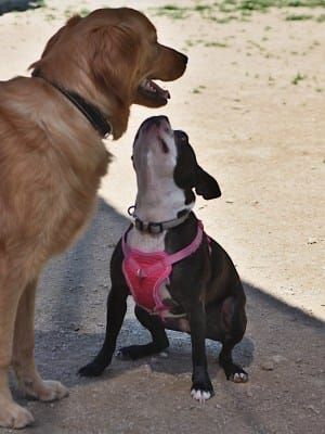 Photos: Plenty of free barking in Bloomington