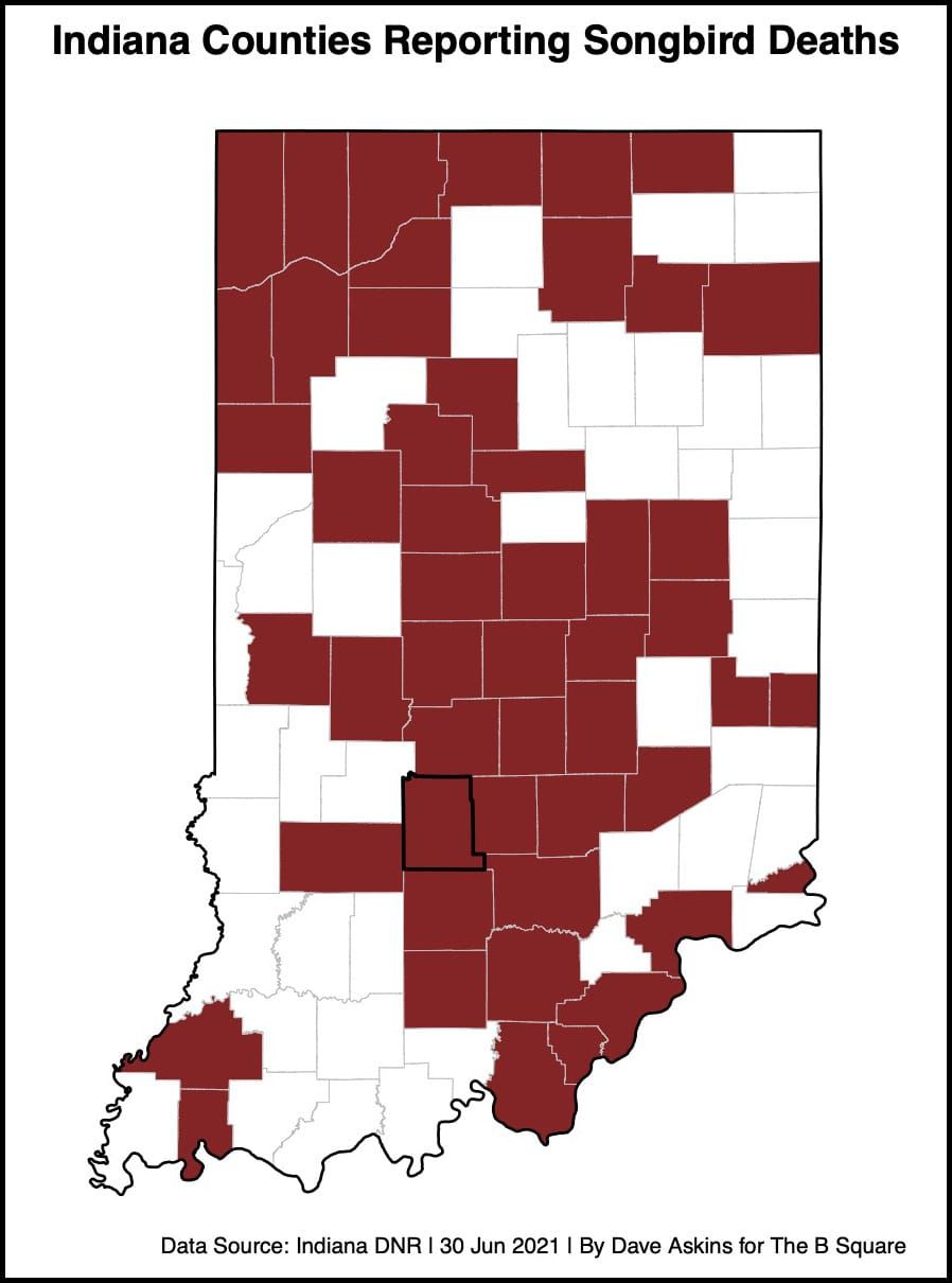 Songbird deaths still a mystery, as state, local experts advise: Don’t promote bird gatherings