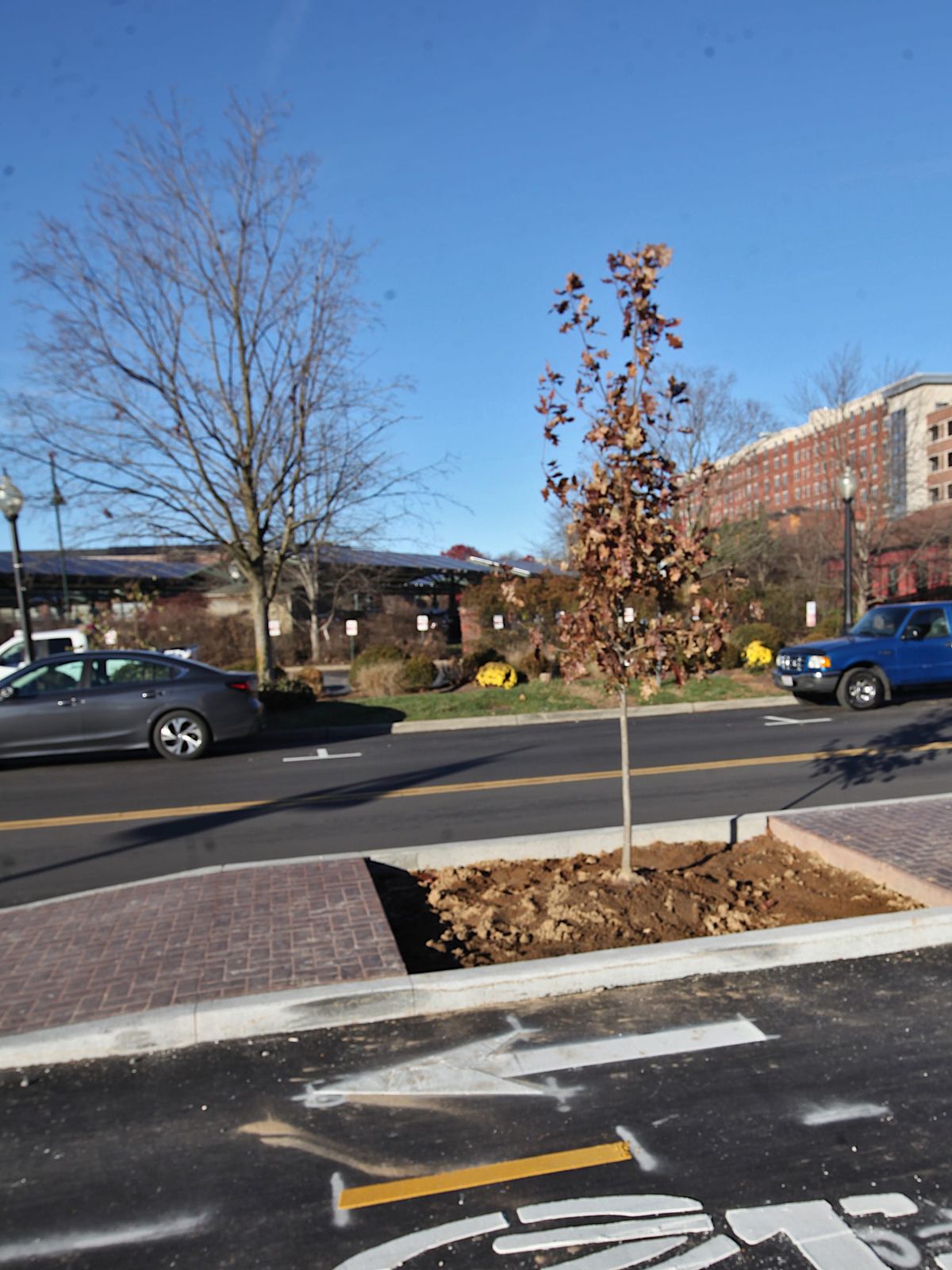 Trees, warning surface among final details of Bloomington’s 7-Line bicycle lane