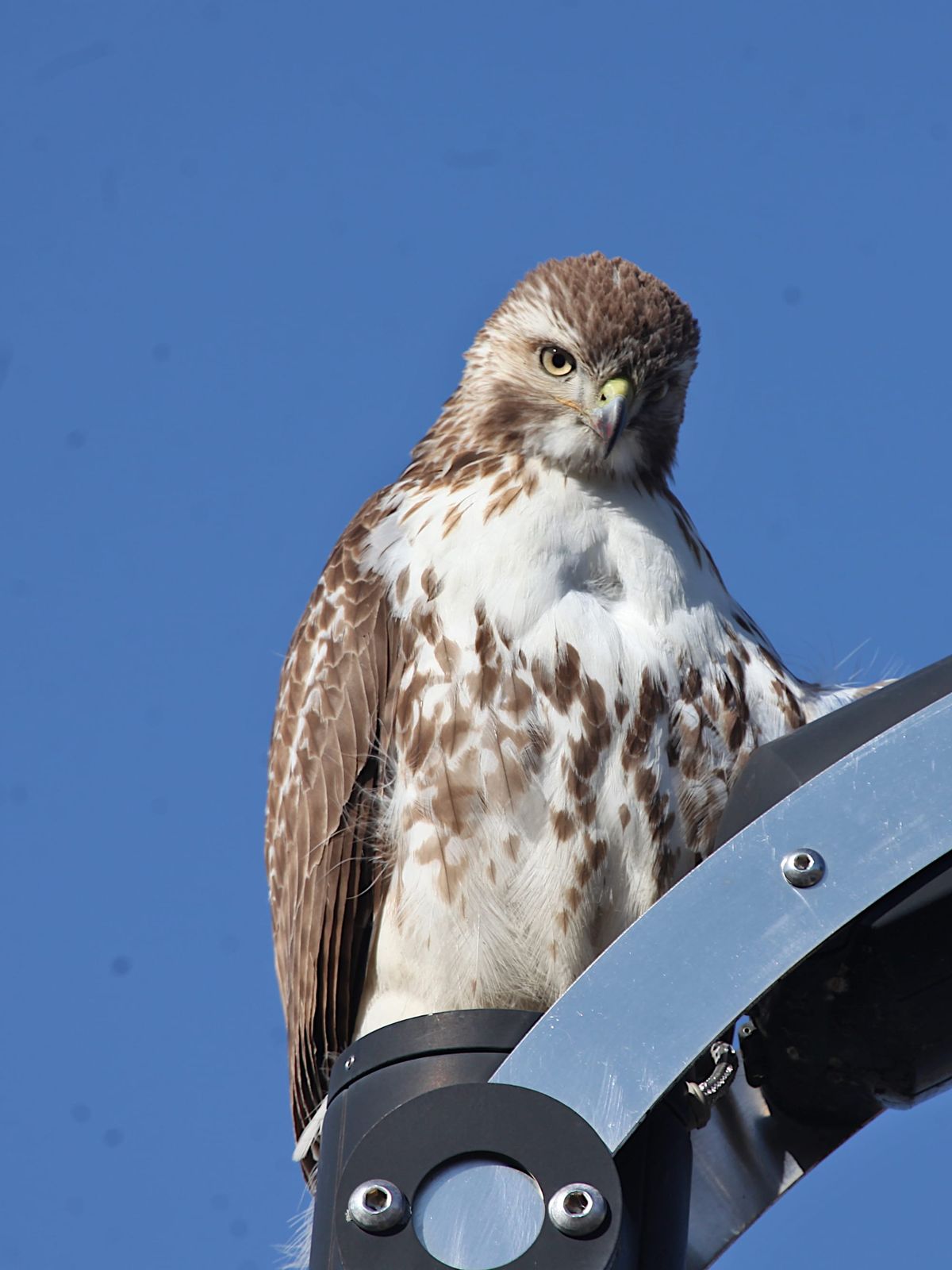 Column: New gateway design would give Miller-Showers hawks another place to perch? Let’s do it!