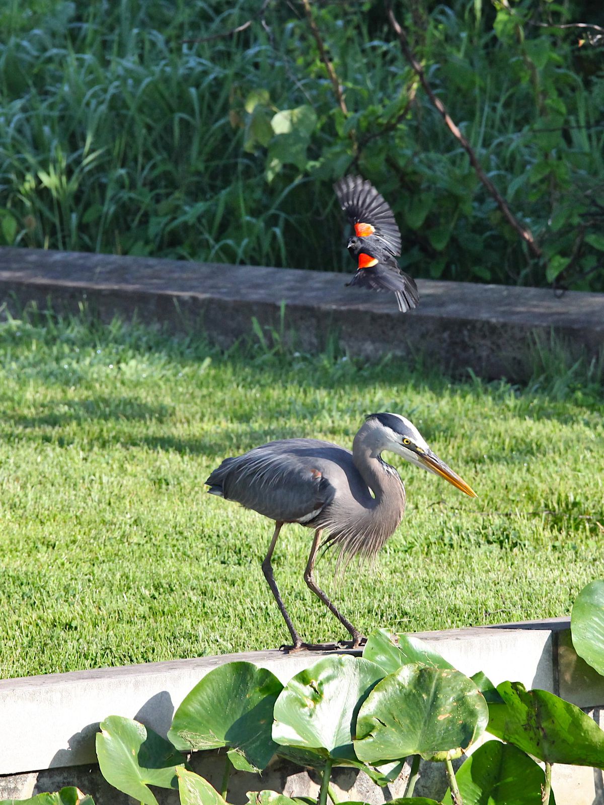 Photos: Heron flouts no-fishing rule at Bloomington park, red-winged blackbird is a jerk