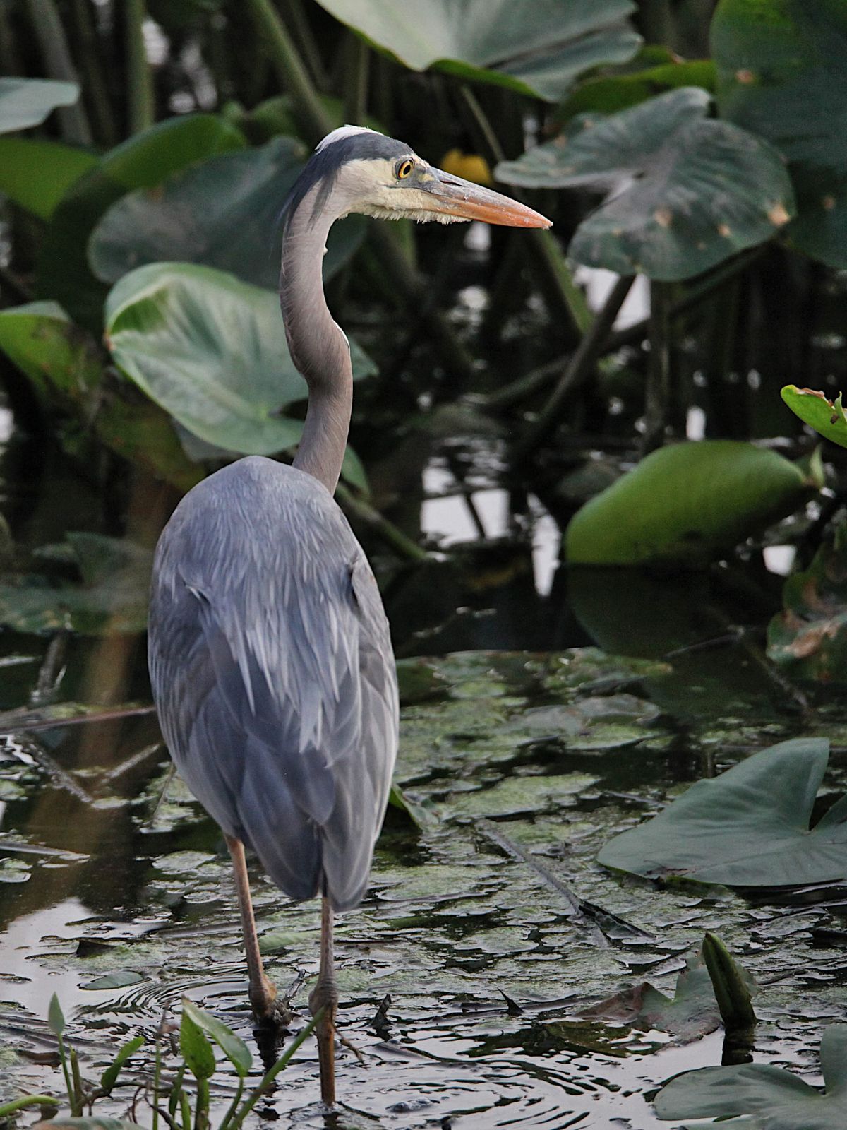 Photos/Column: Crowds flock to Fourth Street Festival, despite rainy stretches
