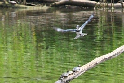 Griffy Lake wildlife interview: Kingfisher weighs in on belts versus suspenders