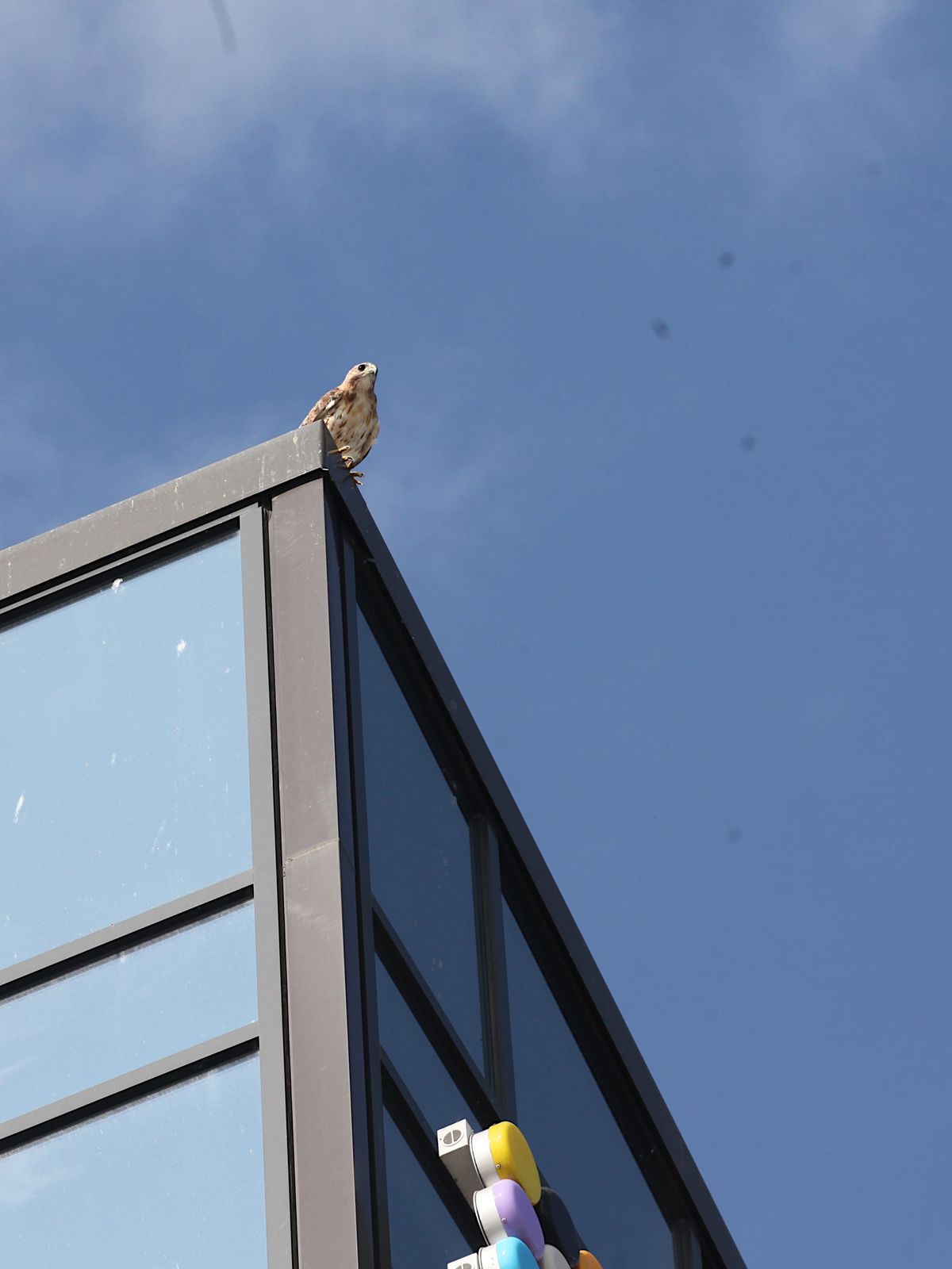 Photos: Hawk checks in at Hyatt Place