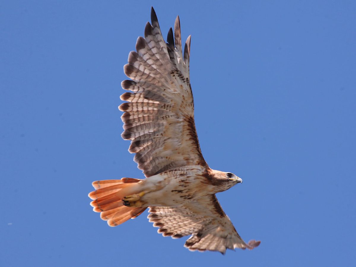 Photos | Bloomington resident wildlife update from move-in week: red-tailed hawk, great egret
