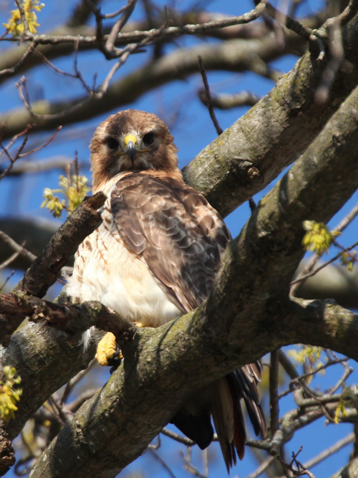 Walnut Street & 6th Street