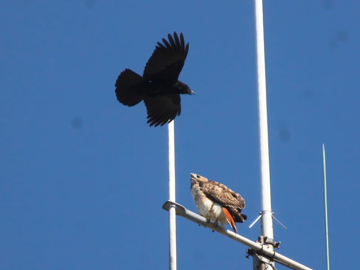 7th Street & College Avenue