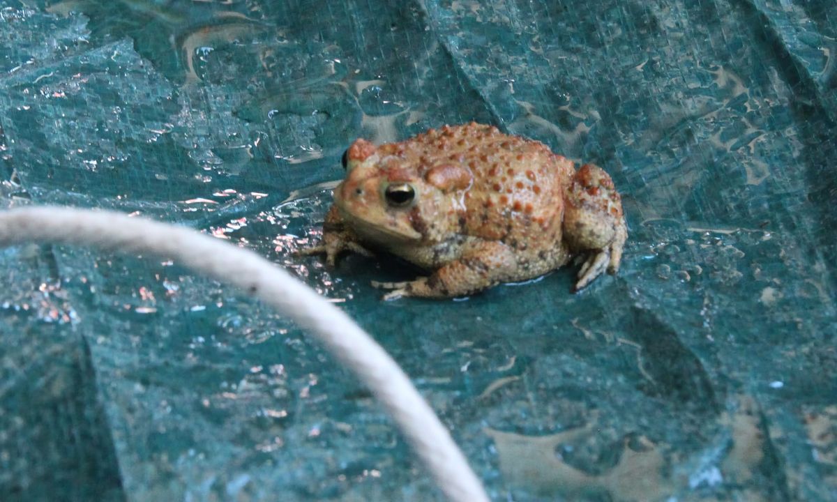 Small frog wins big at Sinkhole’s Garden Smash races