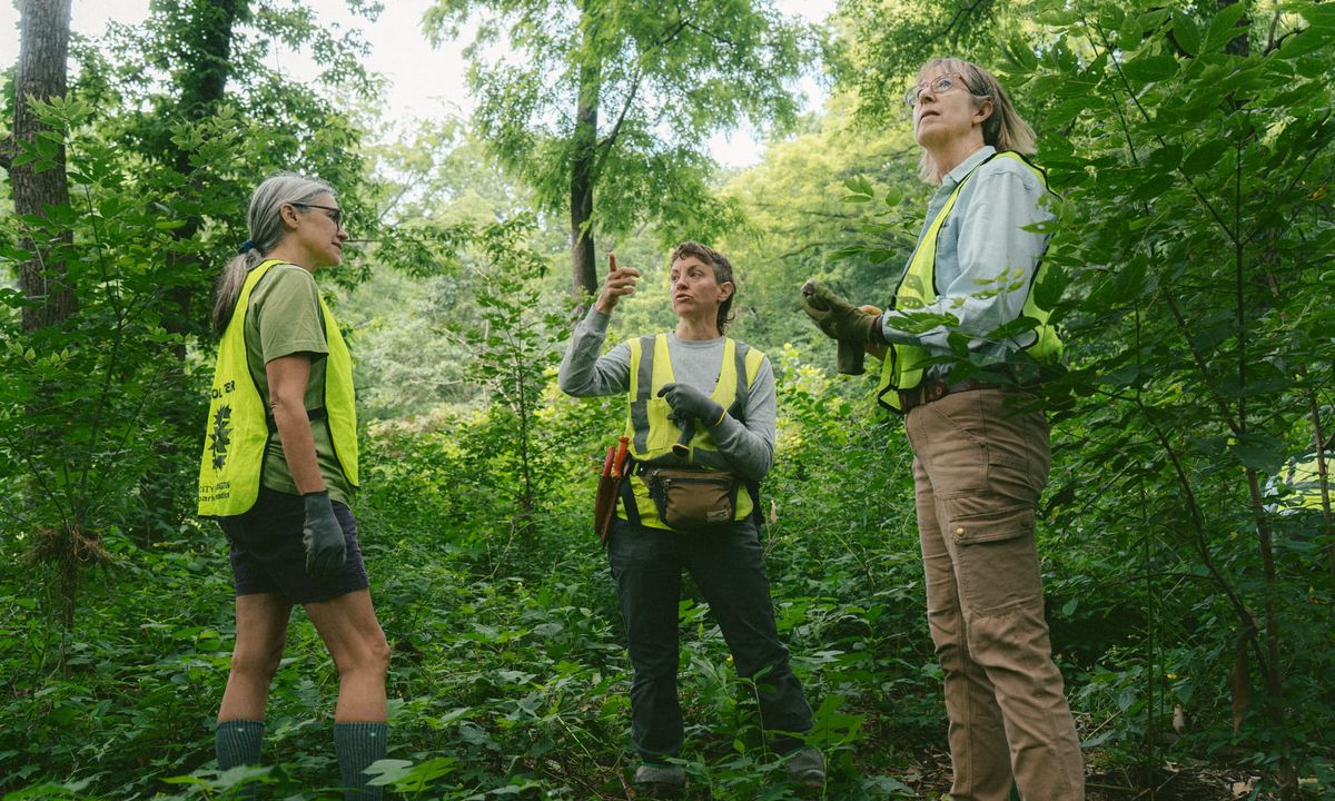 Battling Bloomington’s botanical bullies: MC-IRIS ramps up fight against invasives