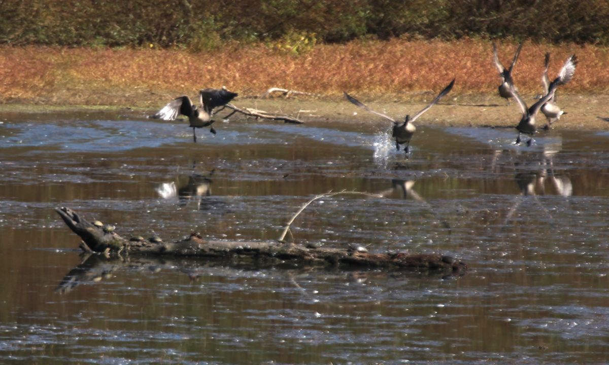Griffey Lake Causeway