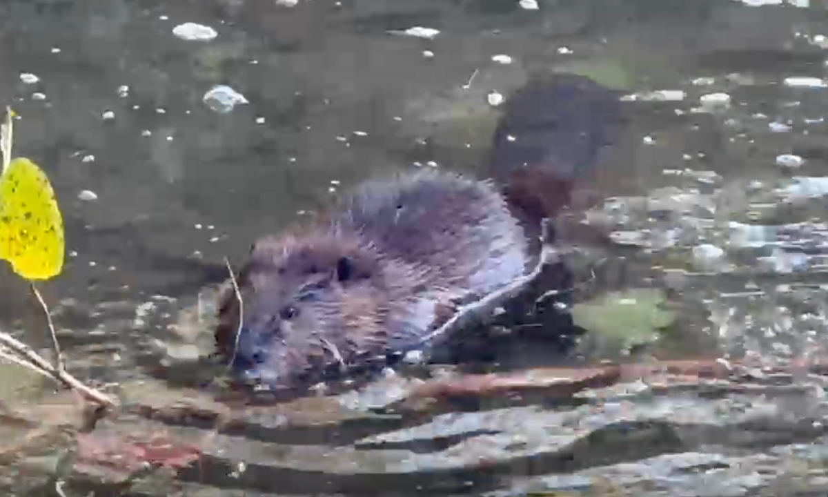 Video: Switchyard Park