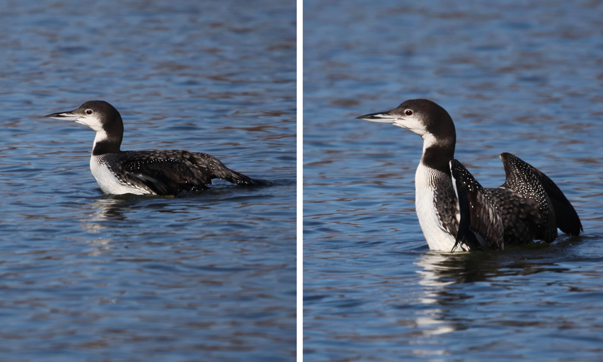 Lake Monroe, Two Herons Marina