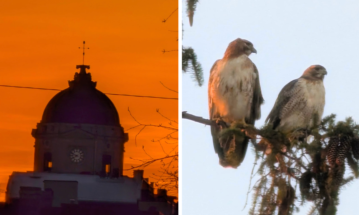 Editor’s Notebook: A pair of hawks, another year of The B Square, things are looking up