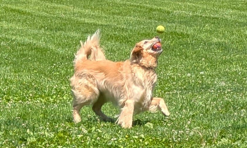 Ferguson Dog Park