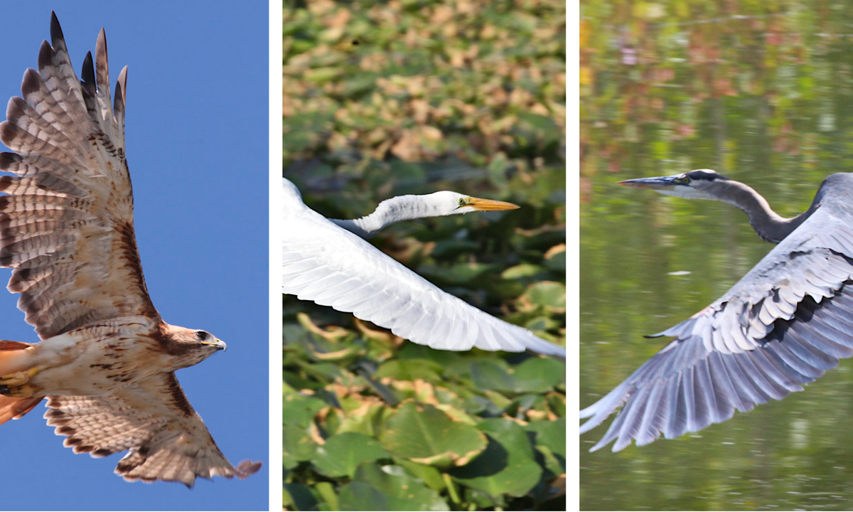 Retro photos for July 4th: Red-tailed hawk, great white egret, great blue heron