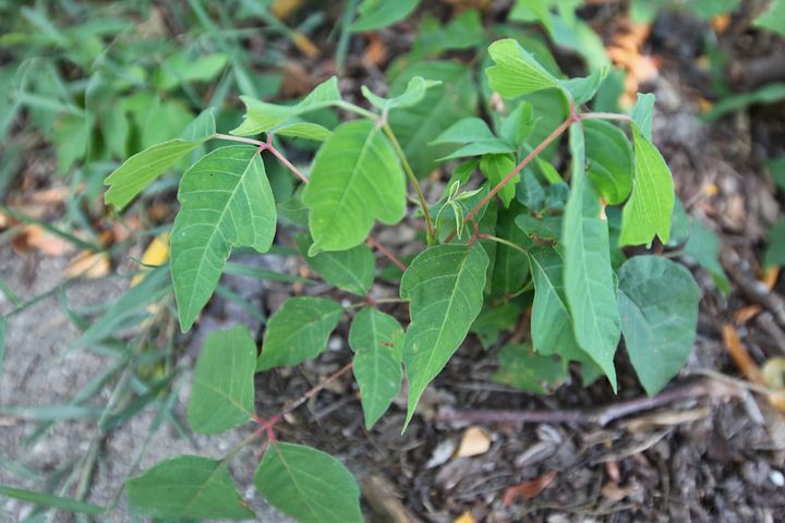 From poison ivy, to public transit, to parks bond money, Bloomington 2022 budget hearings prompt question: Whose job is it?