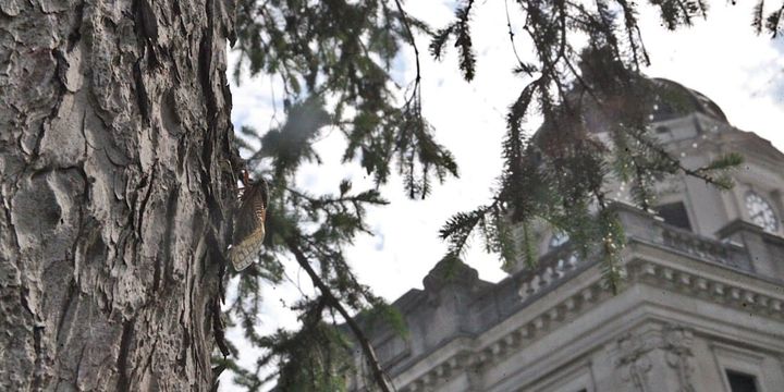 Photos | Cicada-ville: A bad haiku on zoning
