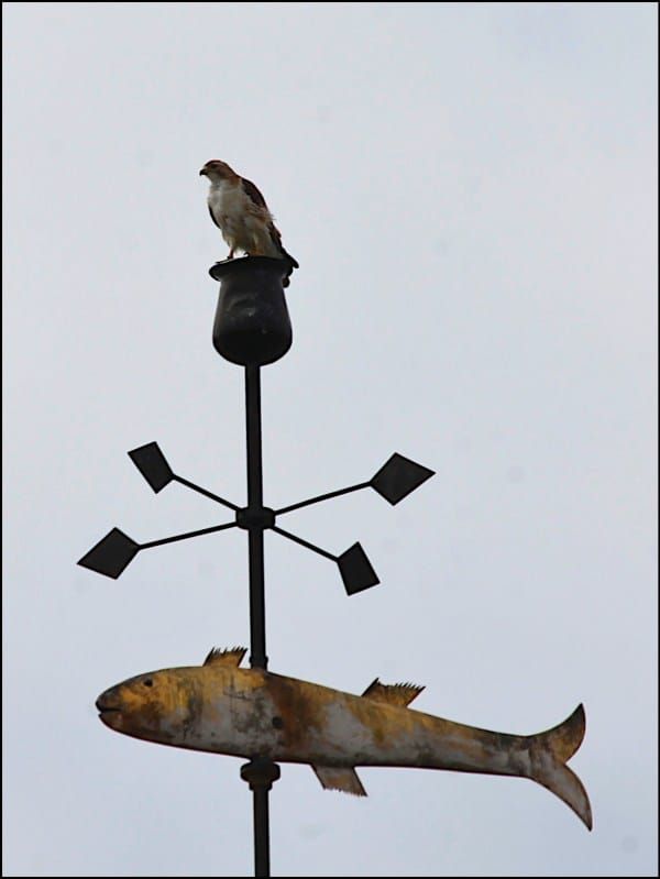 Photo: Hawk perched on top of courthouse wishes Monroe County a Happy Earth Day