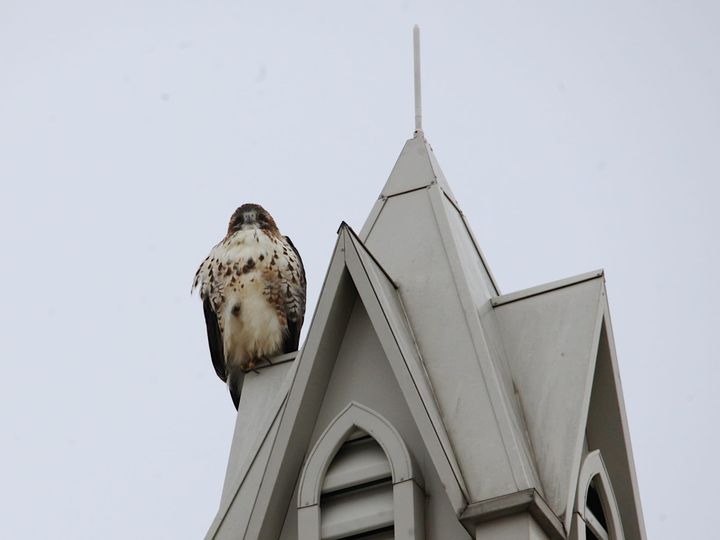 Photos, Poems: Not two turtle doves