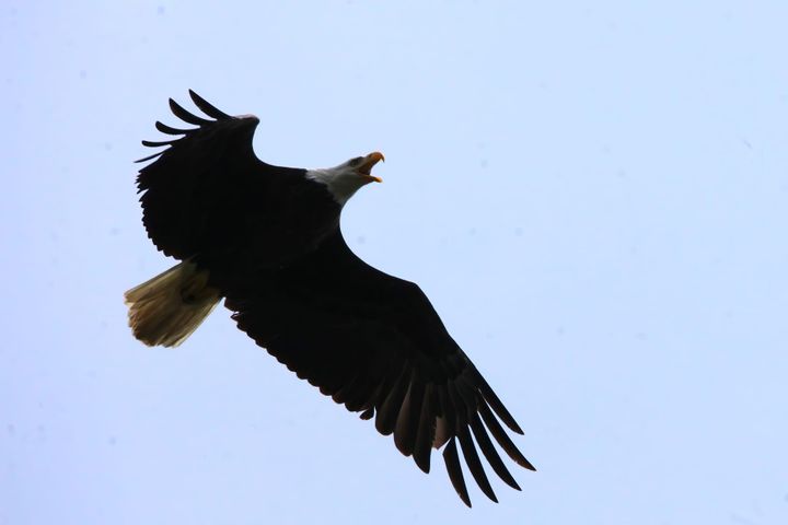Photos: Bald eagles on Memorial Day