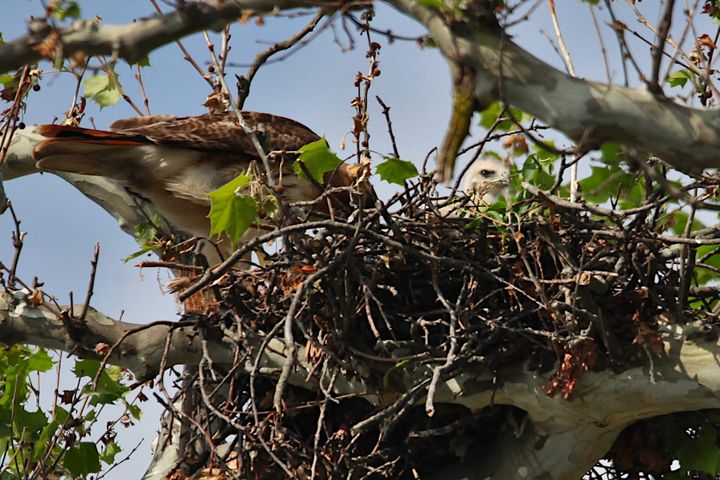 Photos: From a hawk’s nest, Happy Mother’s Day!