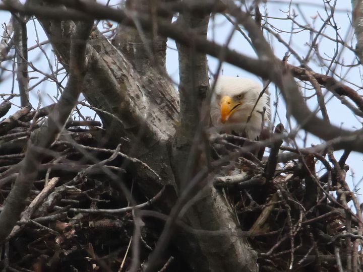 Photos: American bald eagles north of Bloomington