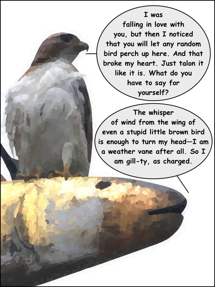 Sunday Funnies: Hawk v. Fish