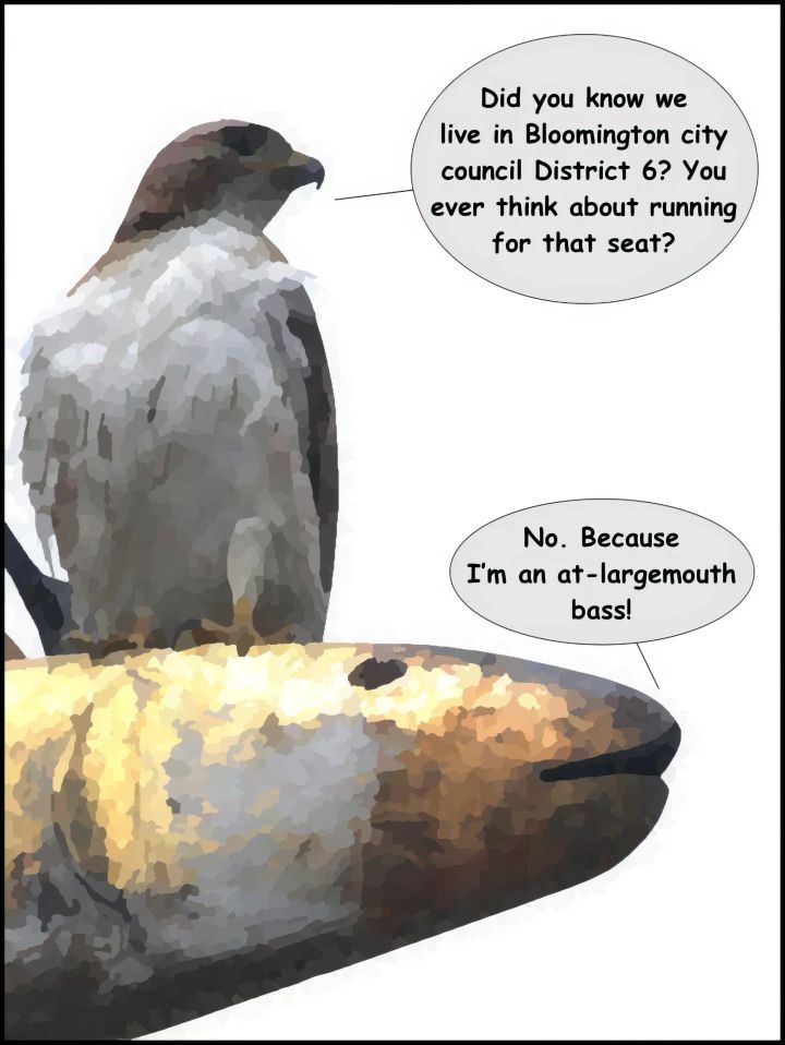 Sunday Funnies: Hawk v. Fish