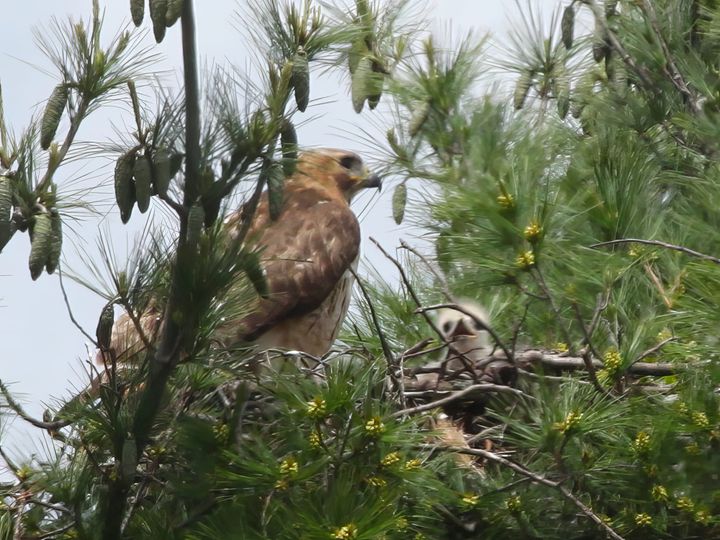 From the downtown Bloomington hawks: Happy Mother's Day!