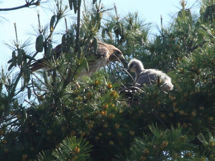 Editor's Notebook: Getting from a nest to a soaring newsroom will take more financial support