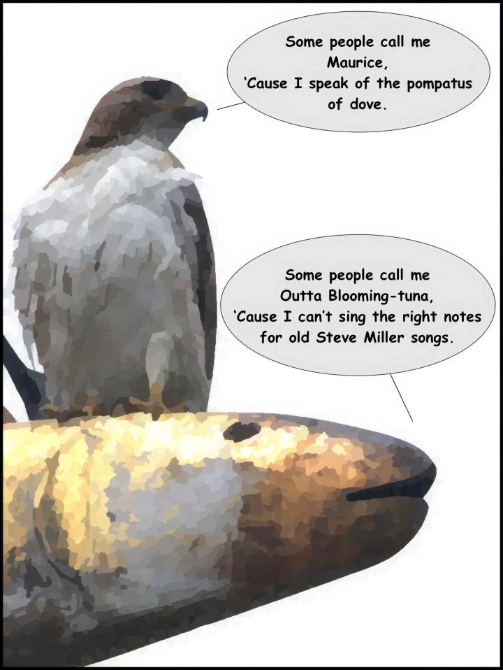 Sunday Funnies: Hawk v. Fish
