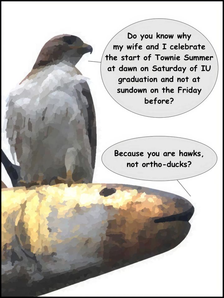 Sunday Funnies: Hawk v. Fish