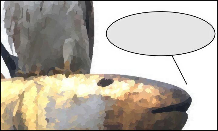 Sunday Funnies: Hawk v. Fish