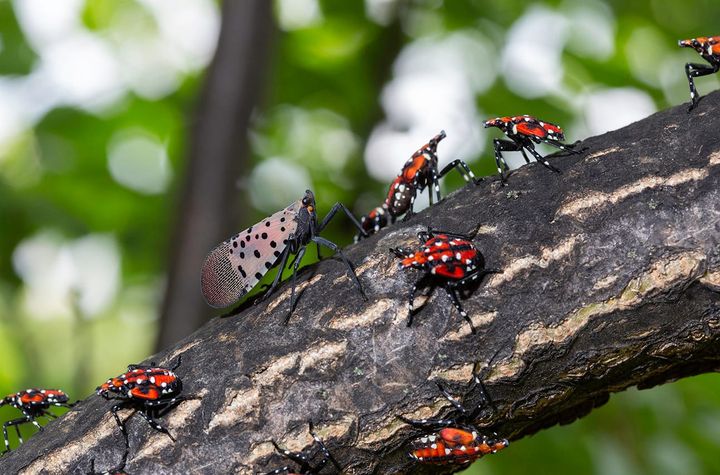 Bloomington sounds alarm on spotted lanternfly: Residents asked to report sightings