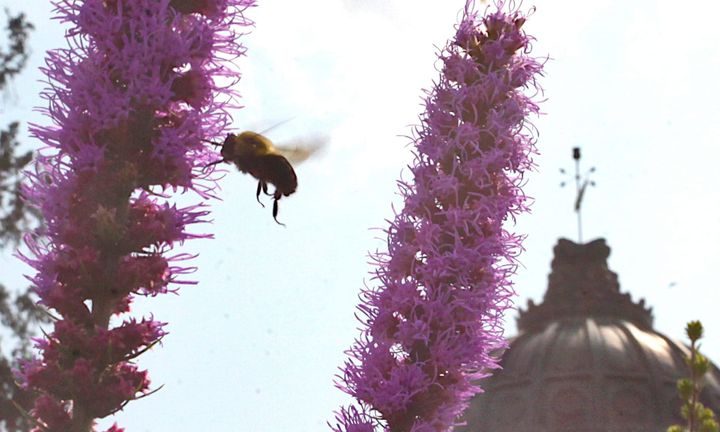 Bloomington commits to pollinator habitat, education as new Bee City USA