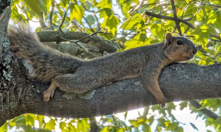 Indiana Avenue & Kirkwood Avenue