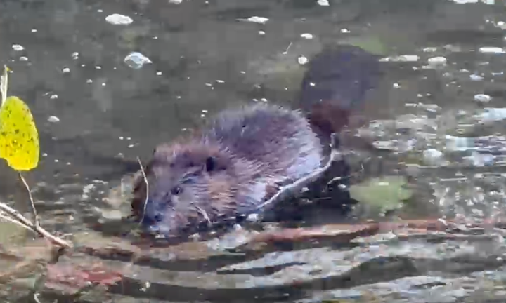 Video: Switchyard Park