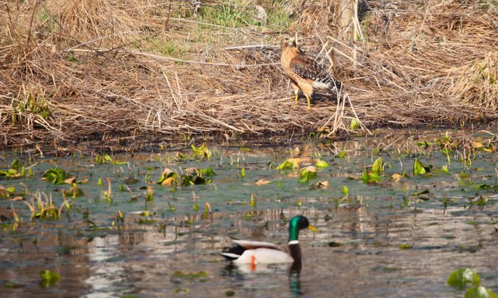 Photos: Pretty birds in a Bloomington park