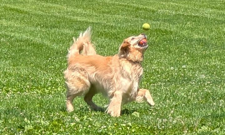 Ferguson Dog Park