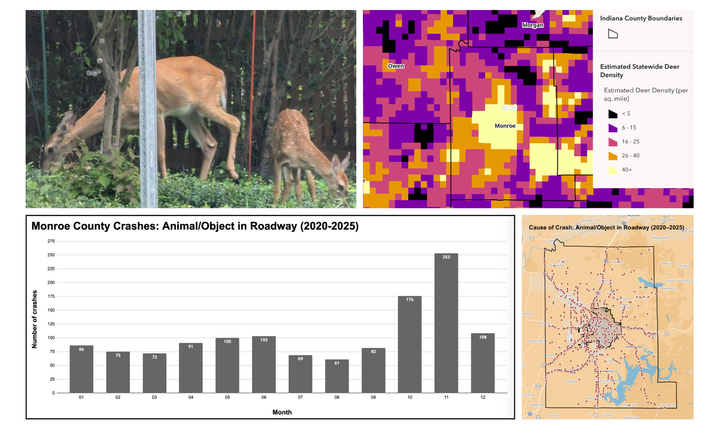 Slow down for deer on the move: Fall brings bigger crash risk to Bloomington roads