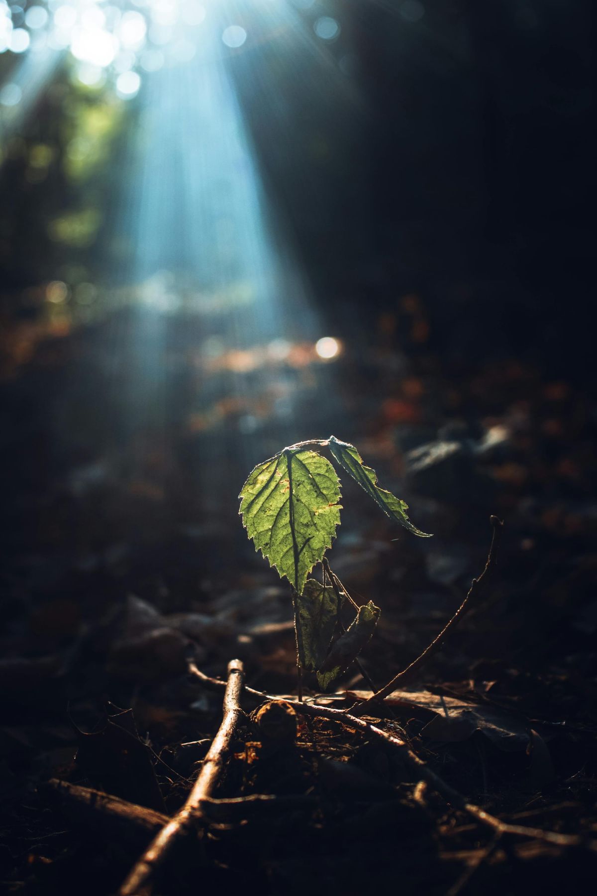 Marriage after Resurrection?