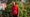 The Portland Thorns acquire Norway youth international midfielder Cassandra Bogere via transfer from Toppserien's SK Brann Kvinner