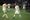 Match Recap & Highlights: Portland Timbers vs FC Dallas