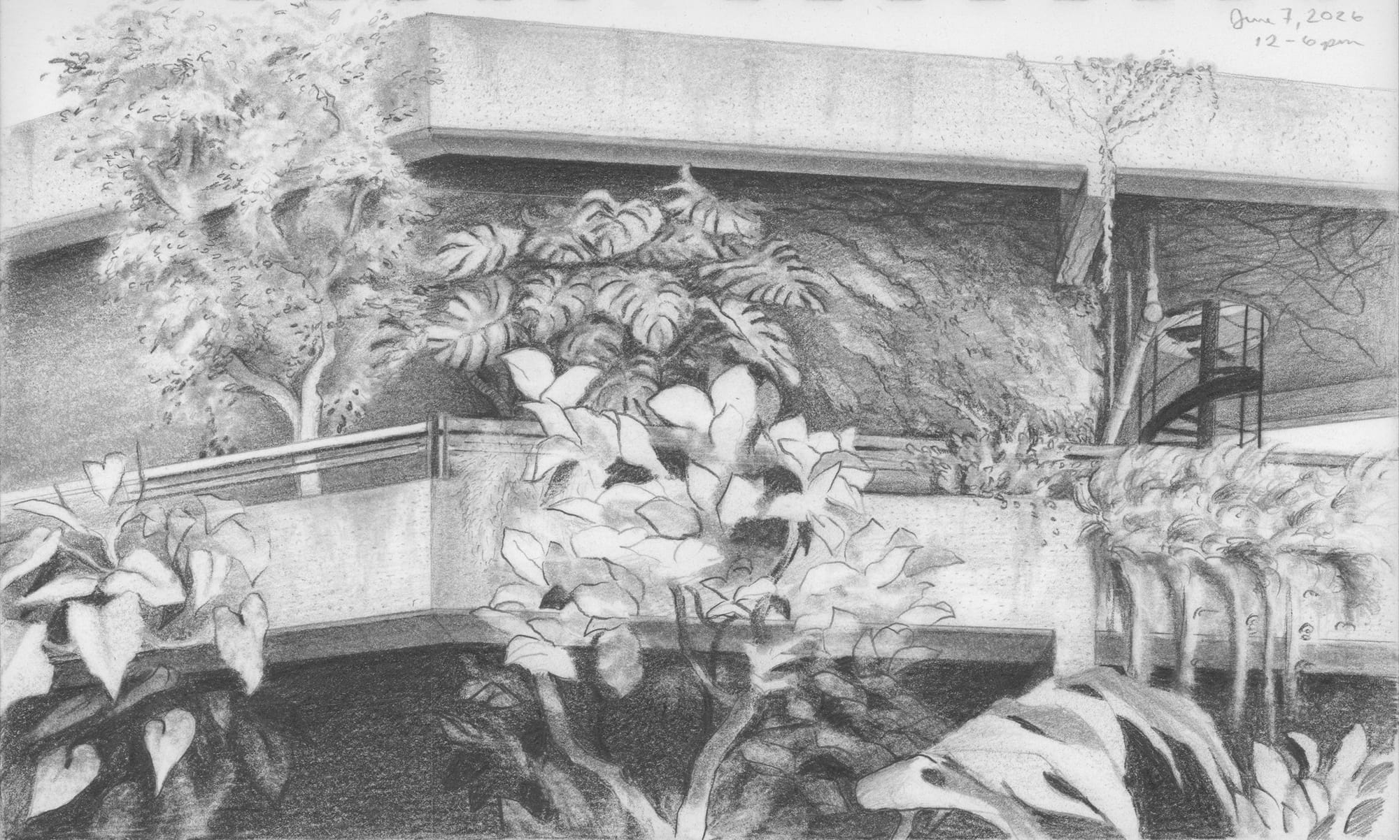 The Barbican Conservatory, graphite on paper