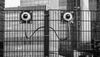 The Stubbornness of Sticky Fingers