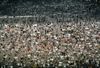 A Jail Population of 3,700 or Lower is Achievable