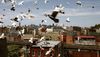 Pigeons fly over rooftops in Bushwick