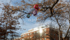 A bundle if balloons lies wrapped in the branches of a tree above the roof of a NYCHA housing project