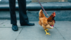The feet of a many in business slacks holding a rooster on a leash in Manhattan