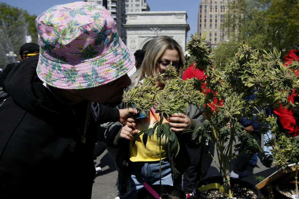 The Marijuana Reset New York Needs